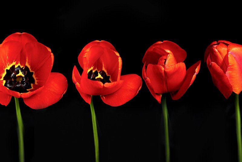 A time stack image showing a tulip blooming.