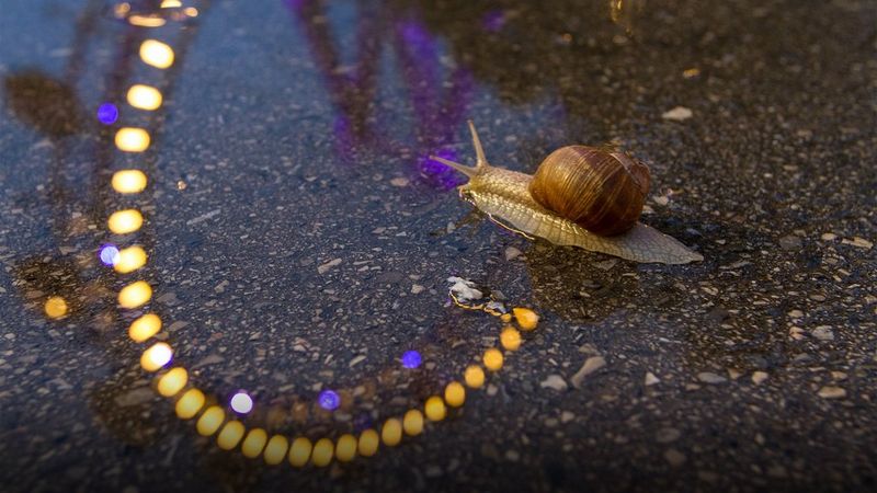A snail travels through the reflection of a big wheel in Vienna. 