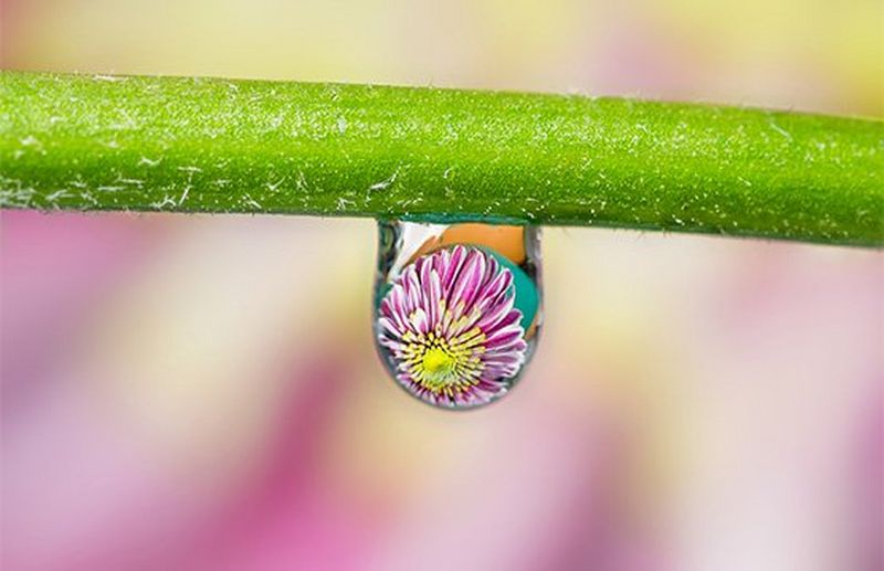 Fotografare i fiori riflessi nelle gocce d'acqua