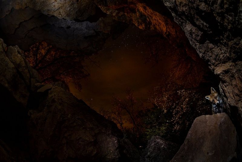 Lisica, ki ponoči gleda v kamnito jamsko območje.