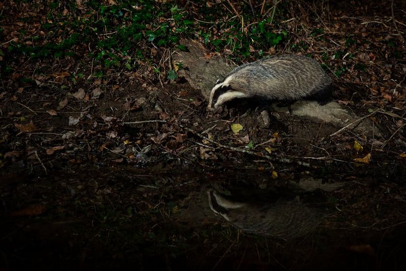 Jazbec, ki stoji na hlodu nad ribnikom, odsev njegovega obraza pa je viden v temni vodi.