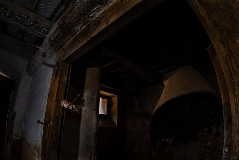 Netopir, ki leti skozi lesena vrata v zapuščeni hiši, v ozadju pa je viden velik kamin.