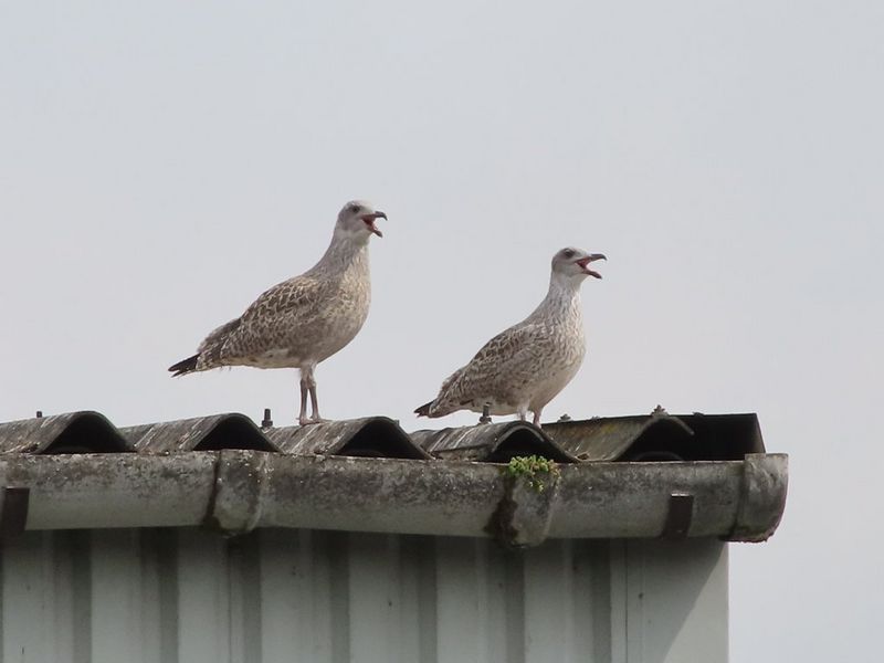 A close up of two gulls resting on a roof.