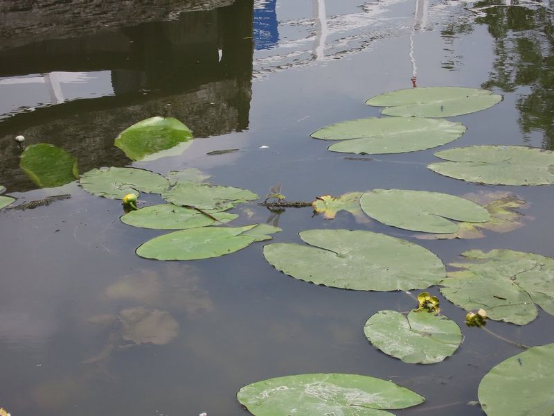Lily pads floating on the surface of a pond. 