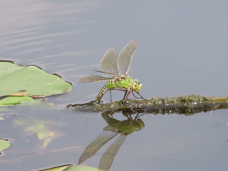 A close-up shot of a green dragonfly with its wings raised in the air, resting on a floating stick in a pond.