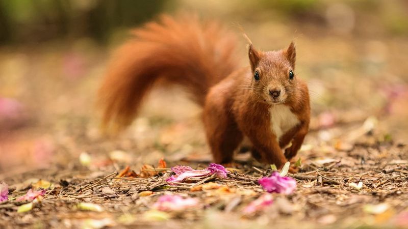 Tolle Wildlife-Fotos aufnehmen und dabei etwas für den Naturschutz tun