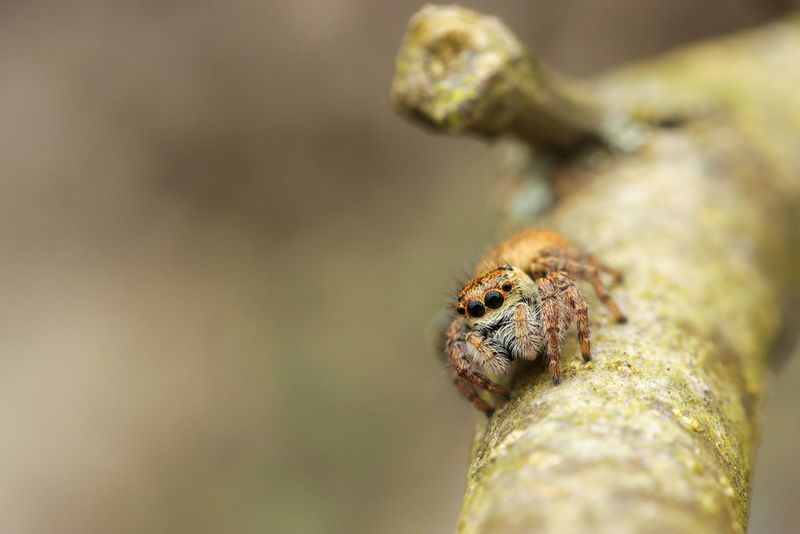 Une araignée sauteuse marron est posée sur une branche.