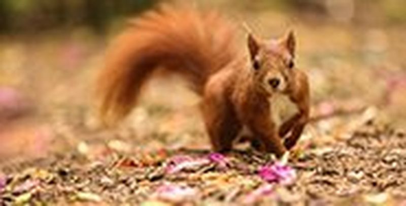 A red squirrel looks straight at the camera as it runs across a carpet of dried leaves and fallen petals.