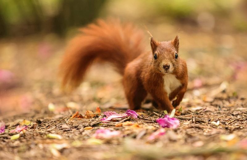 Wildlife photography tips