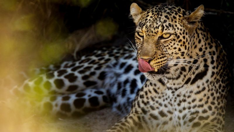 Жизнь после победы в конкурсе Young Wildlife Photographer of the Year