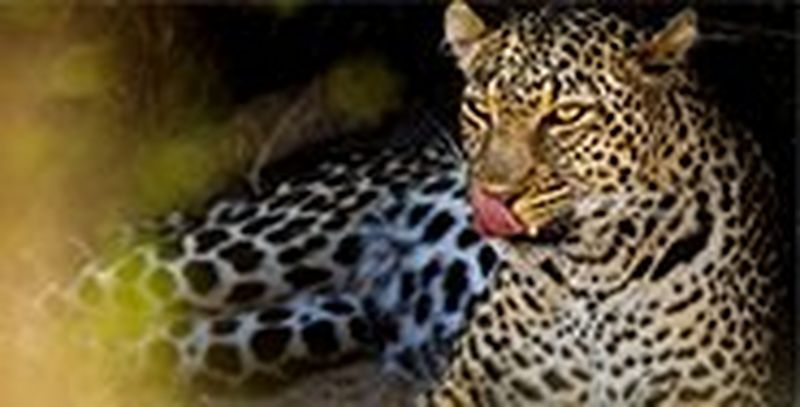 Young Wildlife Photographer of the Year to pro