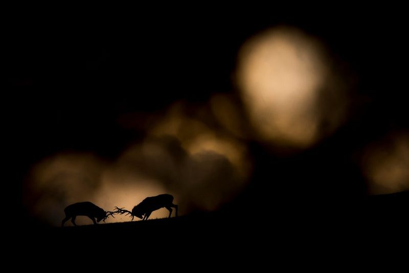 Изображение двух оленей, скрестивших рога, снятое ночью сквозь листву в расфокусе.