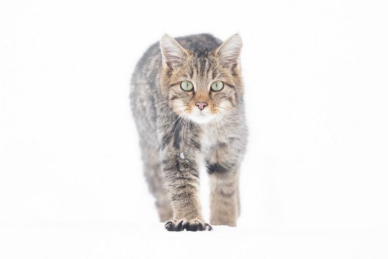 Дикая кошка идет по снегу, глядя прямо в камеру.