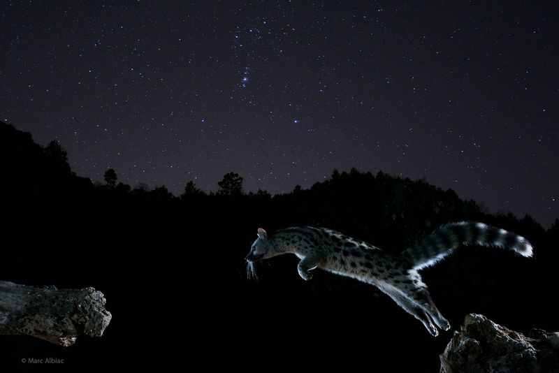 Виверра перепрыгивает с камня на камень ночью, звезды на заднем плане сняты с двойной экспозицией.