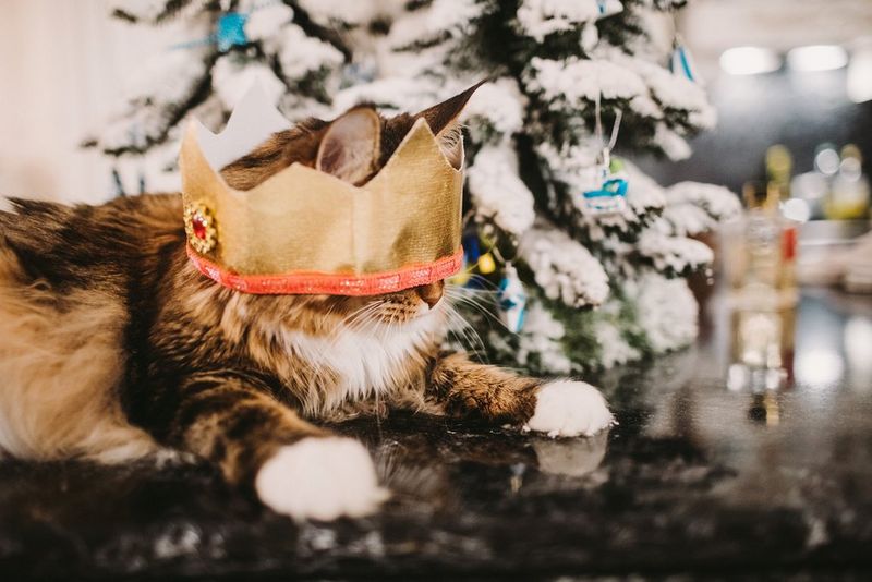 Eine Katze trägt die Papierkrone aus einem Knallbonbon, während sie vor einem kleinen Weihnachtsbaum liegt. Die Krone ist zu gross und rutscht über die Augen des Tieres. Fotografiert von Lena Petrova.