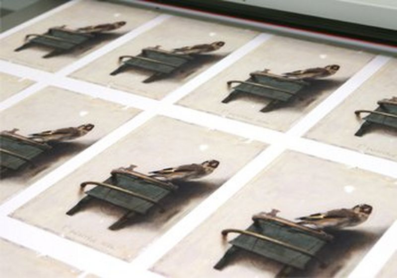 A bird with two tales
