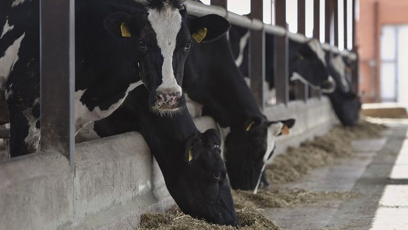 Agilidad y reducción de costes