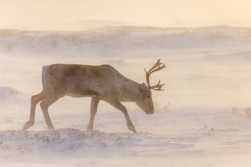 Fot. Katarzyna Gubrynowicz