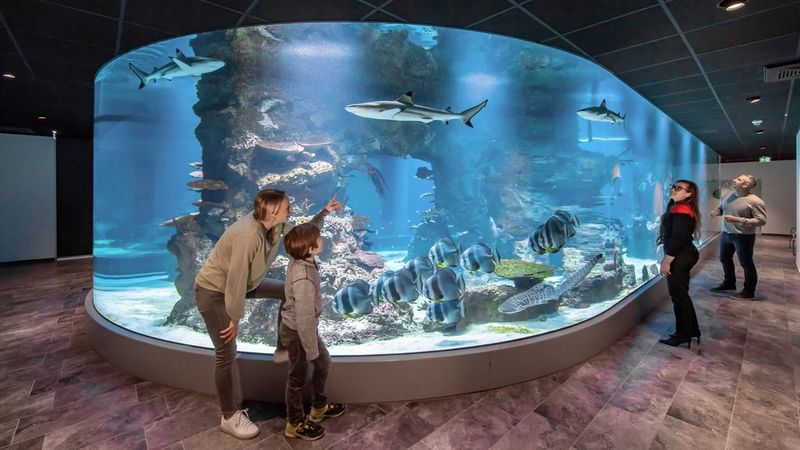 Visitors looking into a large, curved aquarium filled with sharks and tropical fish.