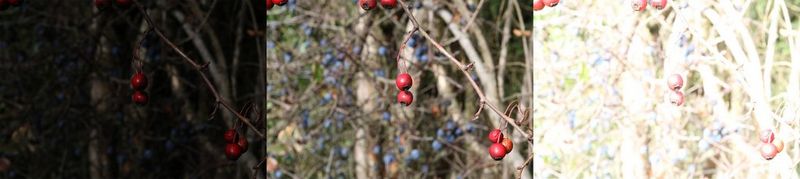 Obraz składa się z trzech zdjęć o różnym poziomie ekspozycji. Zdjęcie przedstawia gałąź krzewu z borówkami czerwonymi na pierwszym planie oraz rozmytymi jagodami w tle.