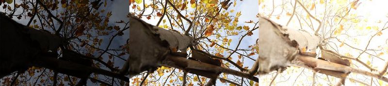 Obraz składa się z trzech zdjęć o różnym poziomie ekspozycji. Zrobione z dołu zdjęcie przedstawia drzewo z jesiennymi liśćmi na tle niebieskiego nieba.
