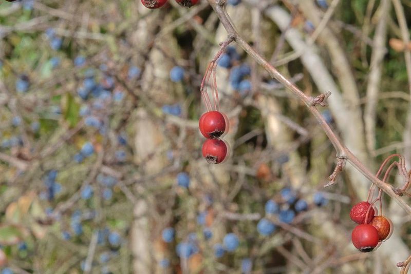Składane zdjęcie HDR utworzone przez połączenie trzech obrazów tworzy efekt zjawy wokół borówek na pierwszym planie. Zdjęcie zrobione aparatem Canon EOS R6 Mark II.