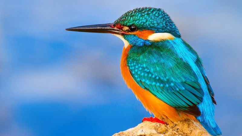 CANON. NATÜRLICH NACHHALTIG.