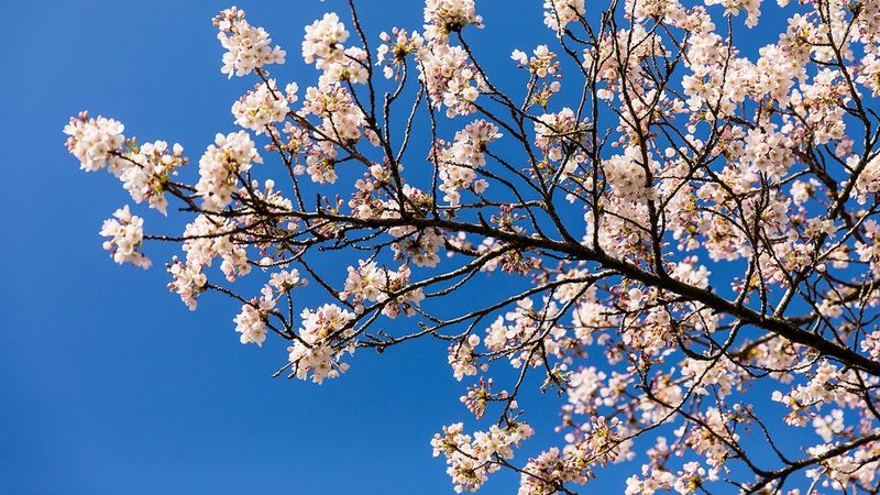 Cherry blossom at spring