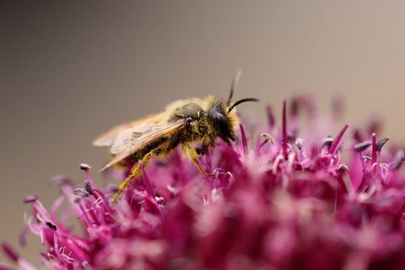 The Honey Bee: What's More Productive?