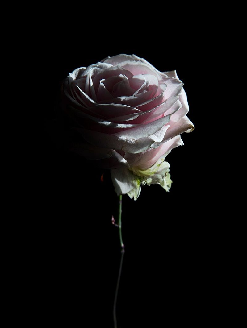 A pink rose is lit from the right-hand side of the picture, casting the other side in shadow. It’s seen against a black background.