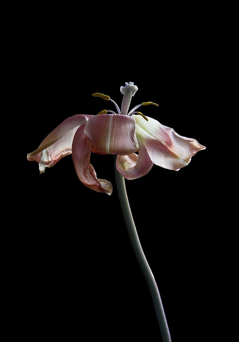 A pink rose with only a few wilted petals left is seen against a black background.