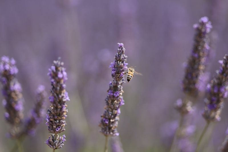 Exceptional stills performance