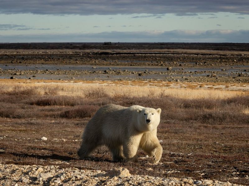 A white polar bear walks across a grassy plane, looking directly at the camera.