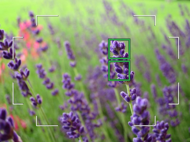 Several stalks of purple flowers in a field, with two active AF points in green within the AF zone.