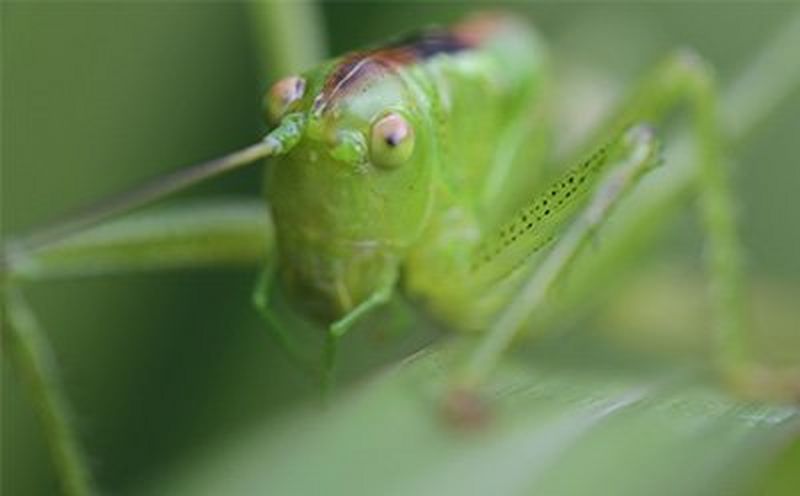 
       
       Hurtig, lydløs reaktionsevne, der giver fremragende resultater
     
     