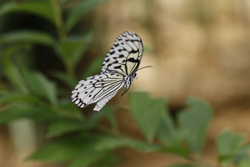 Een close-up van een vliegende vlinder gemaakt met een Canon Macro Ring Lite MR-14EX II-flitser.