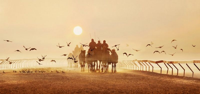 The Morning Caravan: Abu Dhabi’s Timeless Camel Training Ritual