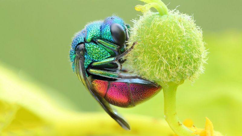 An extreme close-up of a brightly coloured wasp feeding on a lime-green flower anther. 