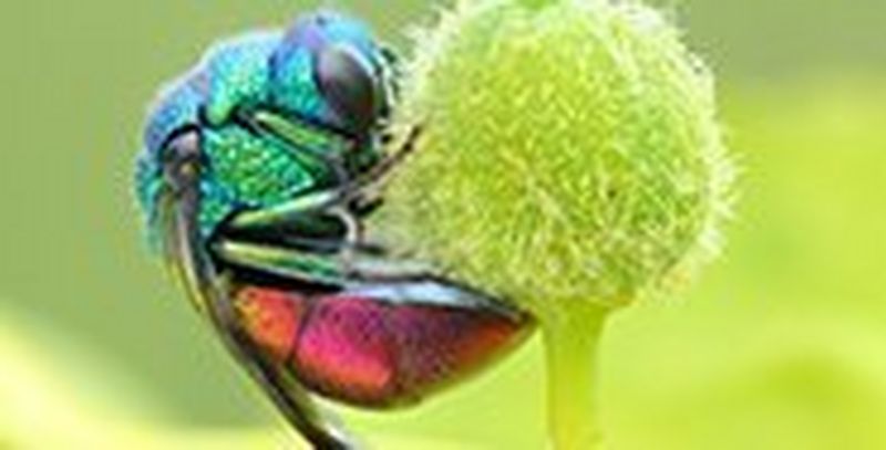 Macro photography tips and techniques