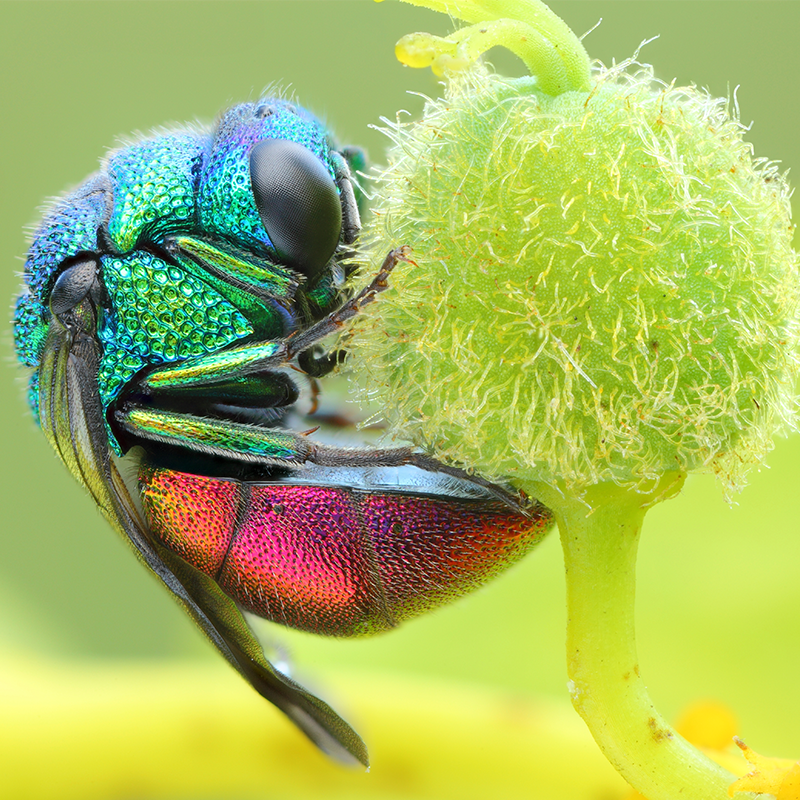 Macro photography tips
