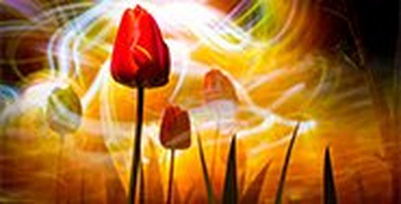 A light painting image of a bed of flowers with multi-coloured lights behind.