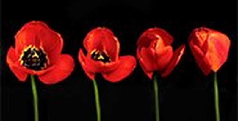 A time stacked image of a flower blooming.