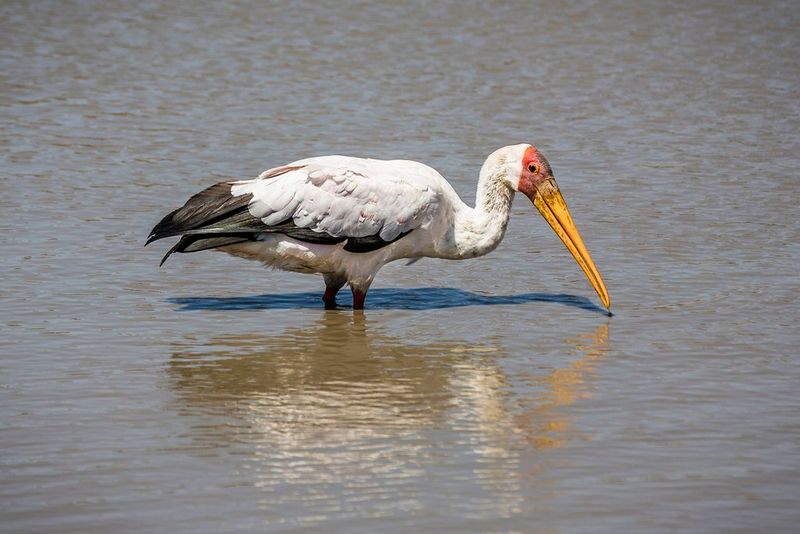 Gut belichtetes Bild eines Nimmersatts, der durch Wasser stakt.