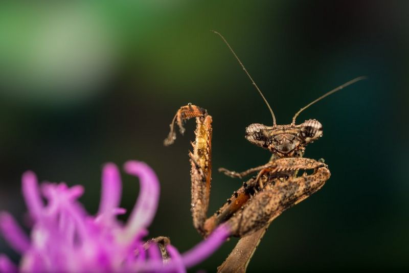 Wild Arena Macro Day
