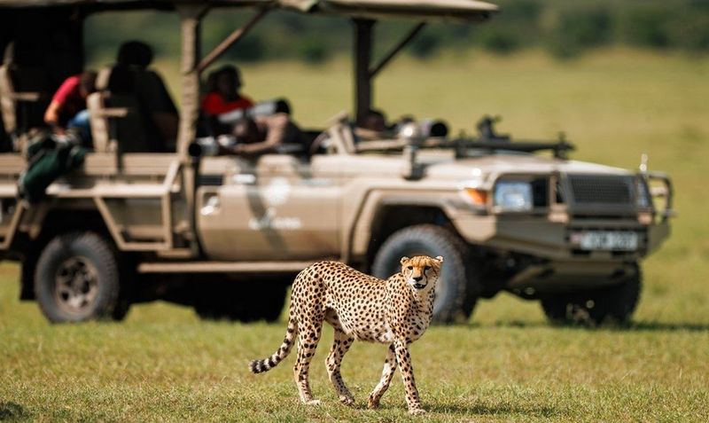 A perfect marry in the Maasai Mara