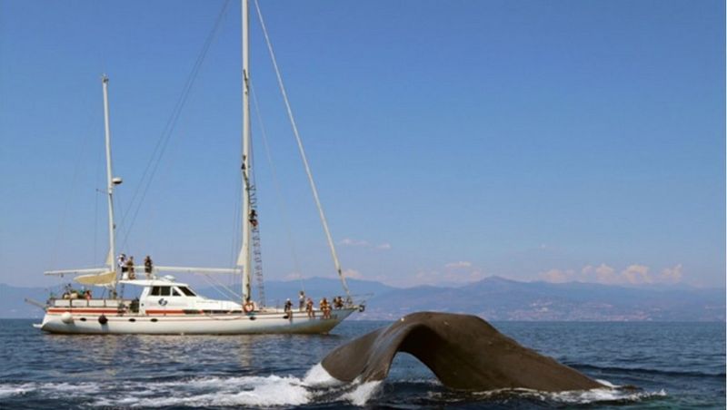 Canon is Technical Sponsor of the Cetacean Sanctuary Research project