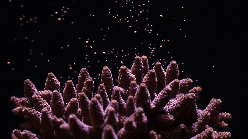 Jamie CRAGGS: “Acropora”