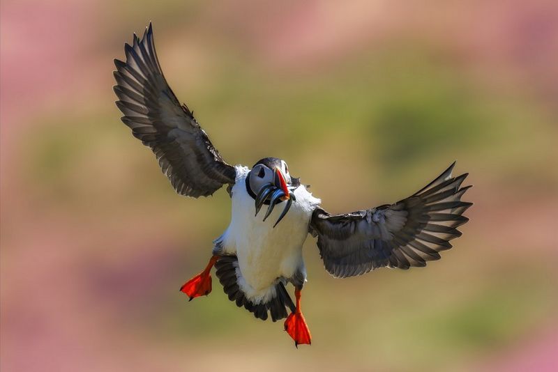 The journey from landscapes to wildlife