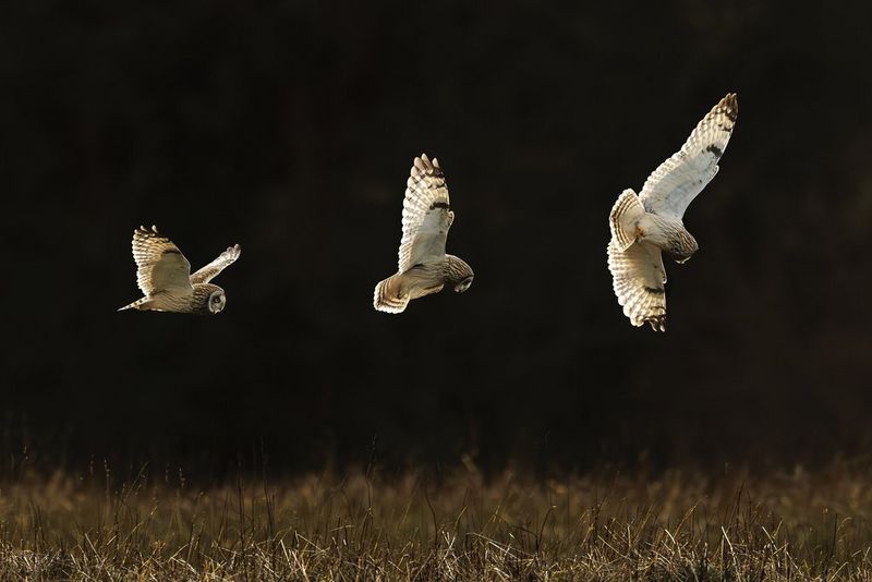 EOS R5 Mark II setup for bird photography