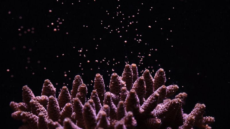 JAMIE CRAGGS - Coral Relief - Boynuzlu Mercanlar main image